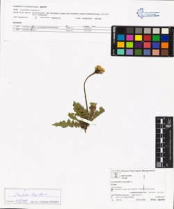 Leontodon hispidus L.
