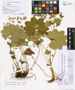 Alchemilla xanthochlora Rothm.