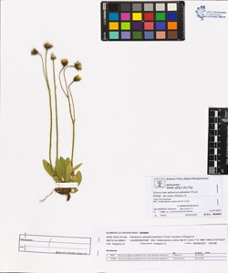 Hieracium sphaerocephalum Froel. subsp. furcatum (Hoppe) Z.