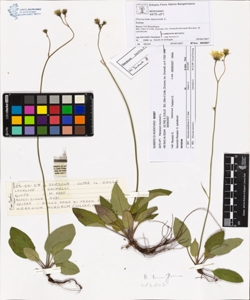 Hieracium murorum L.