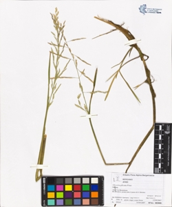 Glyceria plicata Fries