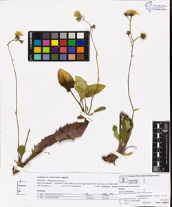 Hieracium murorum L.