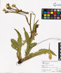 Crepis conyzifolia (Gouan) D.Torre