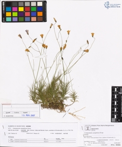 Campanula caespitosa Scop.