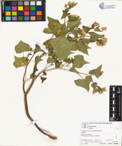 Fagopyrum esculentum Moench