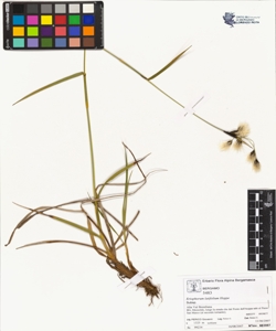 Eriophorum latifolium Hoppe