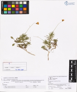Campanula caespitosa Scop.