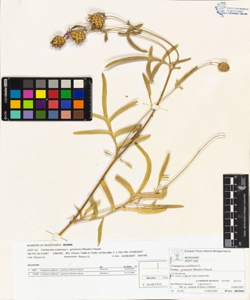 Centaurea scabiosa L. subsp. grinens¿s (Reuter) Hayek