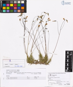 Campanula caespitosa Scop.