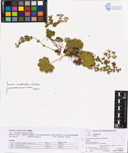 Alchemilla xanthochlora Rothm.