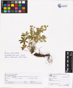 Alchemilla nitida Buser