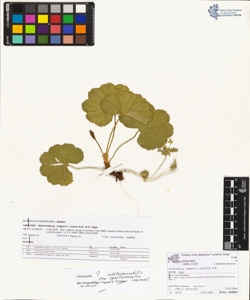 Alchemilla gr. vulgaris L. sensu Sch. et K.