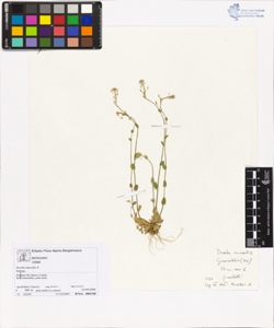 Draba muralis L.
