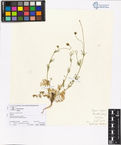 Papaver apulum Ten.