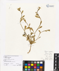 Calepina irregularis (Asso) Thell.