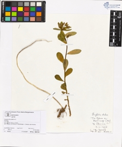 Euphorbia dulcis L.