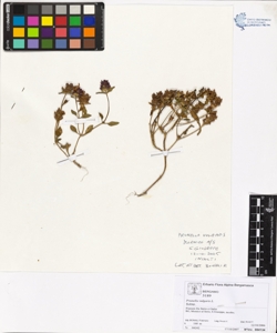 Prunella vulgaris L.