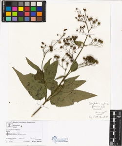 Scrophularia nodosa L.
