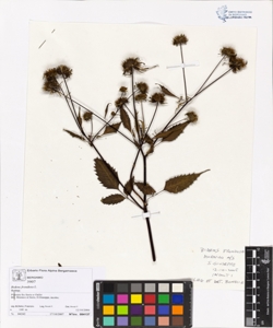 Bidens frondosa L.