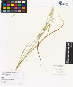 Arrhenatherum elatius (L.) Presl
