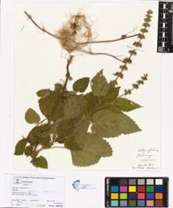 Stachys sylvatica L.