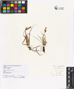 Carex caryophyllea La Tourr.