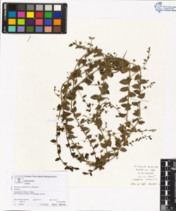 Kickxia elatine (L.) Dumort subsp. elatine