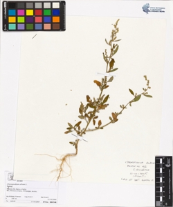 Chenopodium album L.