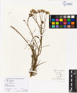 Senecio inaequidens DC.