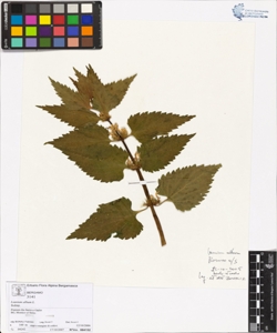 Lamium album L.