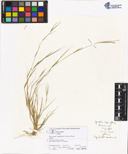 Sporobolus vaginiflorus (Torrey) Wood