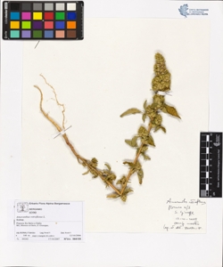 Amaranthus retroflexus L.