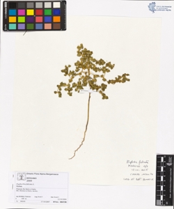 Euphorbia falcata L.
