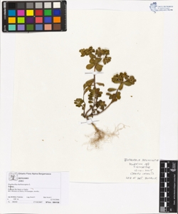 Euphorbia helioscopia L.