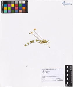 Linnaea borealis L.