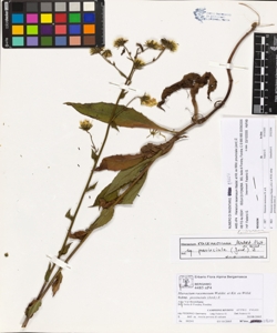 Hieracium racemosum Waldst. et Kit. ex Willd. subsp. provinciale (Jord.) Z