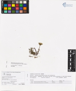 Taraxacum dunenseforme Sonck.