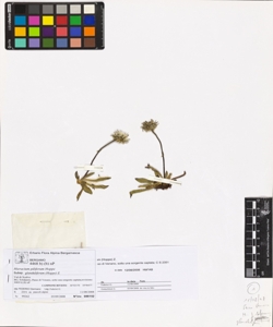 Hieracium piliferum Hoppe subsp. glanduliferum (Hoppe) Z.
