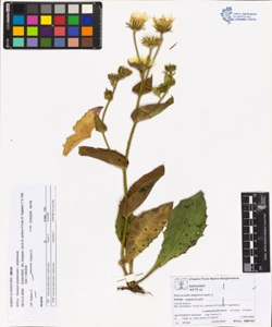 Hieracium amplexicaule L. subsp. amplexicaule