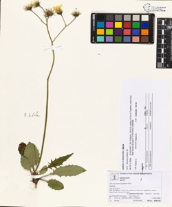 Hieracium bifidum Kit.