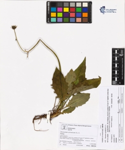 Hieracium sylvaticum (L.) L.