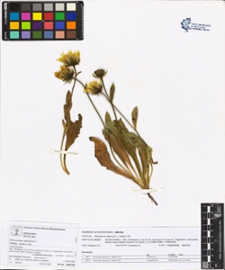 Hieracium alpinum L. subsp. halleri Vill.