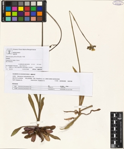 Hieracium piloselloides Vill.