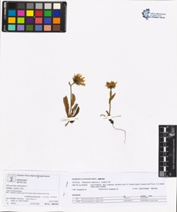 Hieracium alpinum L. subsp. halleri Vill.