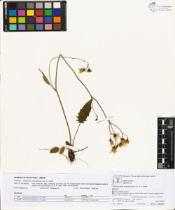 Hieracium tenuiflorum (A.-T.) Zahn
