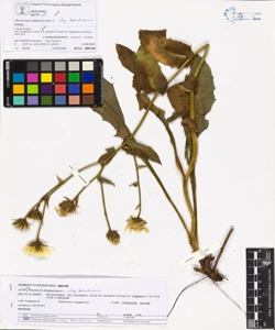 Hieracium amplexicaule L. subsp. berardianum (A.-T) Z.