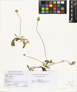 Hieracium pilosella L.