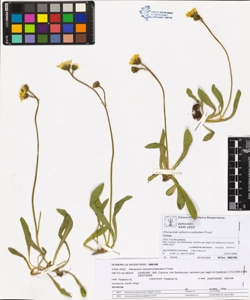 Hieracium sphaerocephalum Froel.