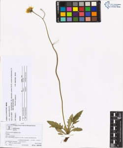 Hieracium bifidum Kit.