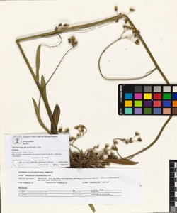 Hieracium piloselloides Vill.